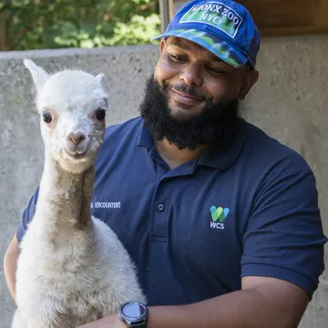Animal care staff handling an Alpaca cria at the Bronx Zoo, illustrating roles in animal programs that might involve evening checks, a unique facet of Bronx night jobs.