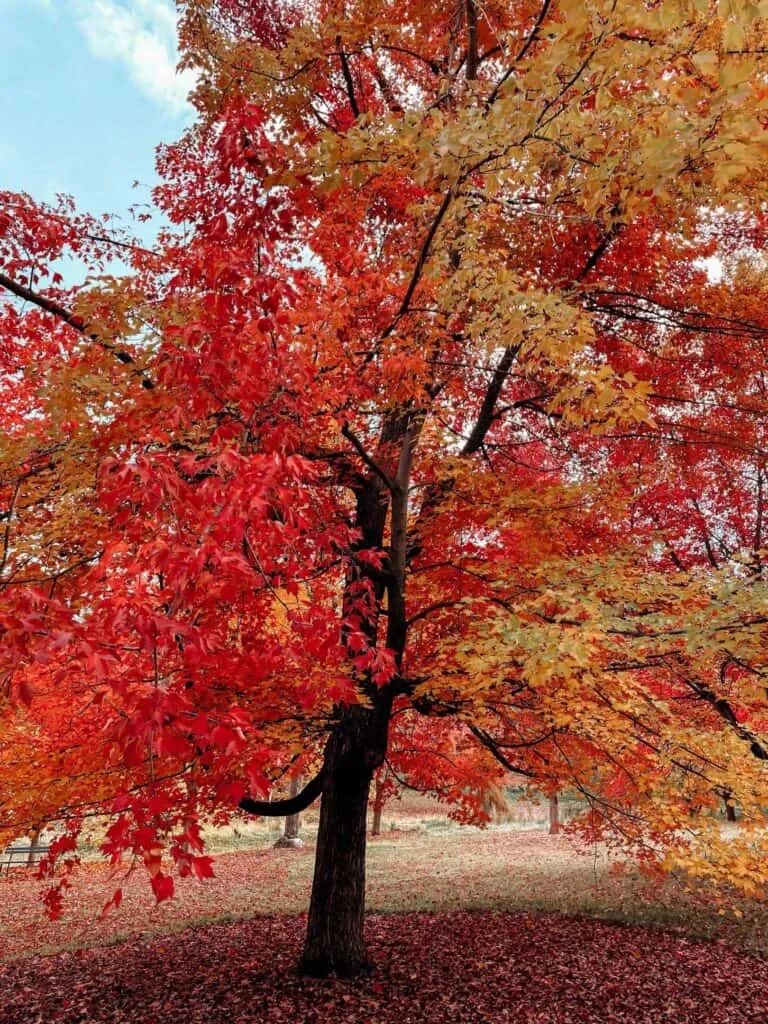 Autumn foliage display at the John A. Finch Arboretum