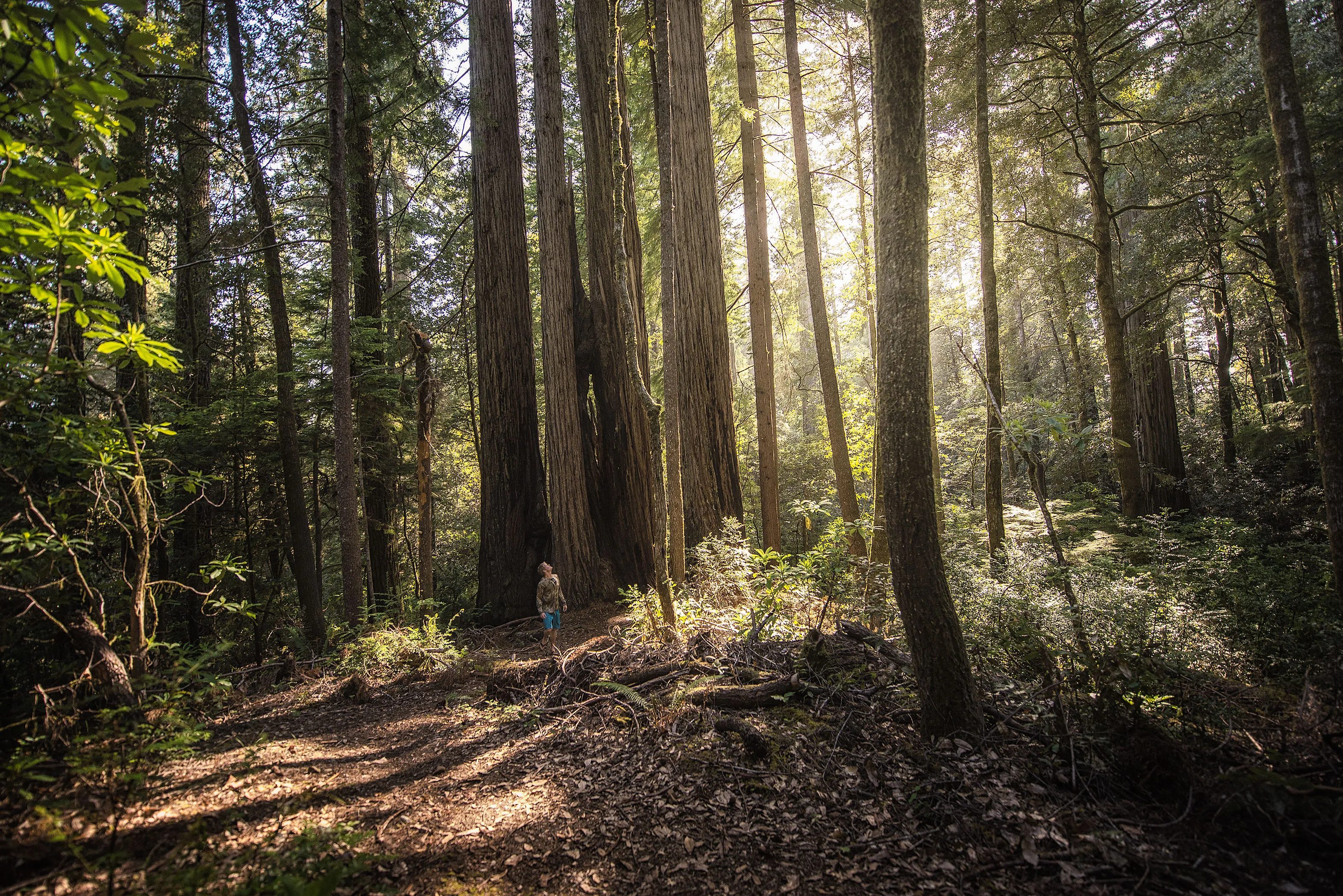 Backpacker standing under giant redwood trees in a forest