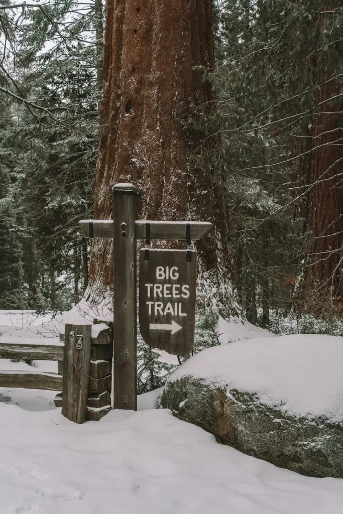 Big Trees Trail sign in Sequoia National Park surrounded by towering trees