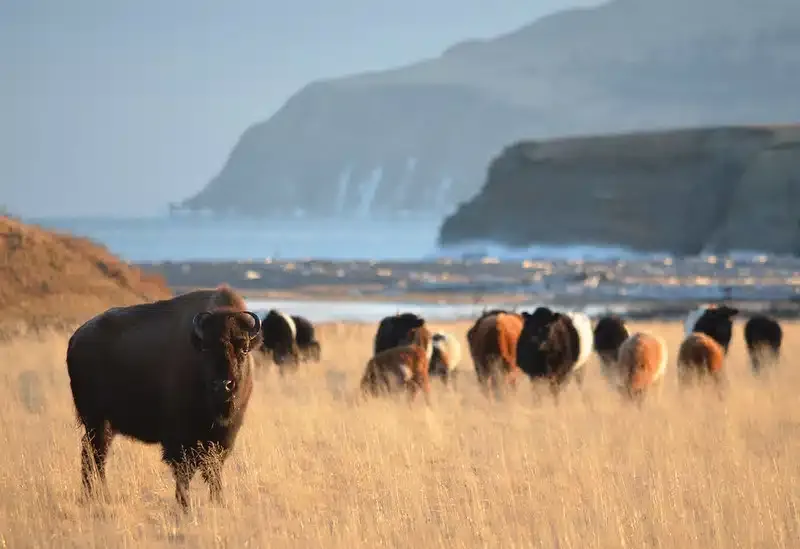 bison on kodiak island