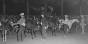 black and white photo of cowboys and their horses at the National Western Stock Show Quarter Horses