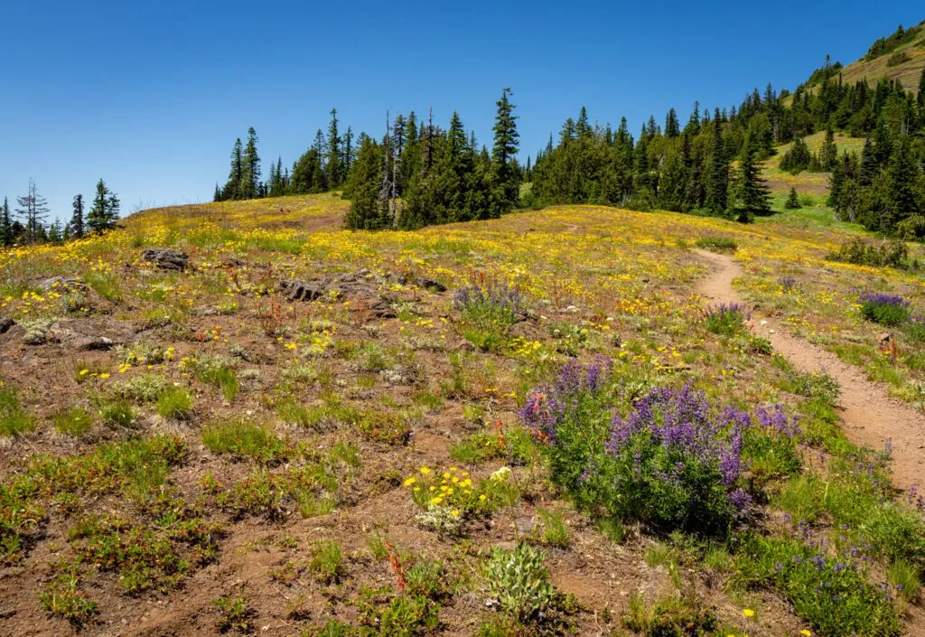 Blanket of wildflowers covers Cone Peak on the Iron Mountain trail in Oregon