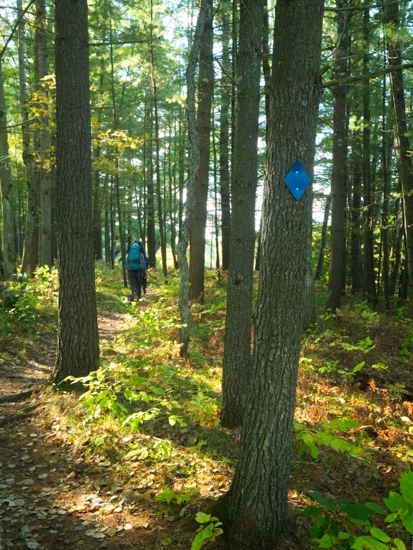 Blue diamond blaze marking the Manistee River Trail