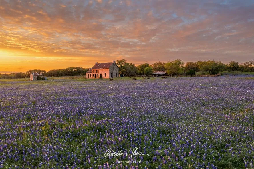 Bluebonnets blooming near Marble Falls, highlighting the beauty of the Texas Hill Country for honeymoon photo ops