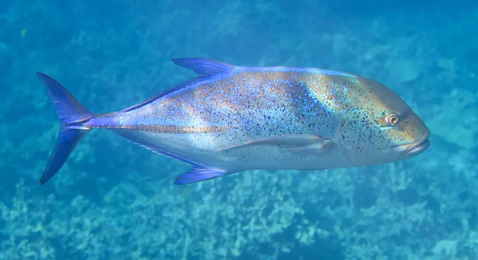 Bluefin Trevally at Captain Cook Monument