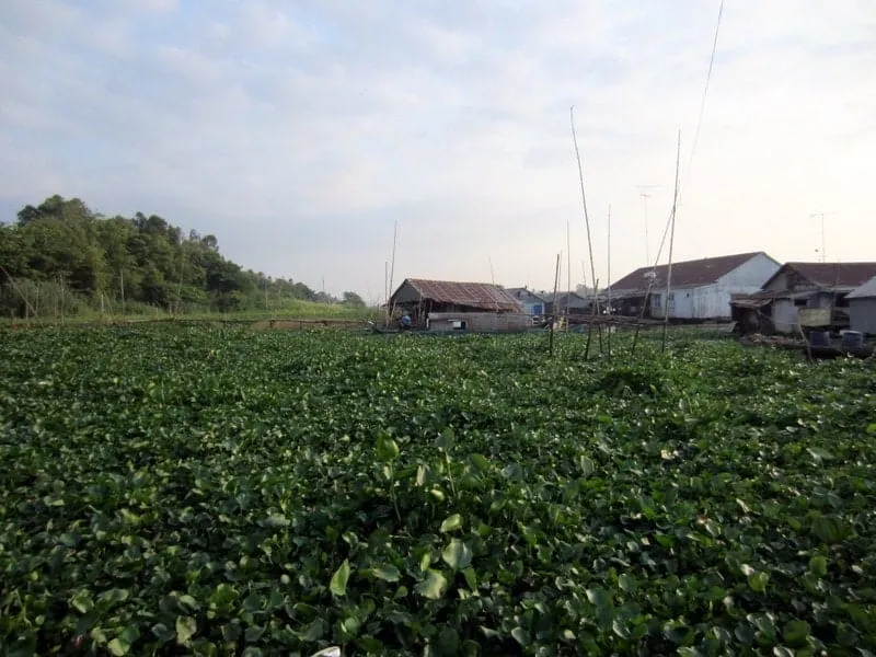 Boats navigating the waterways of the Mekong Delta, showcasing the region's river-based life