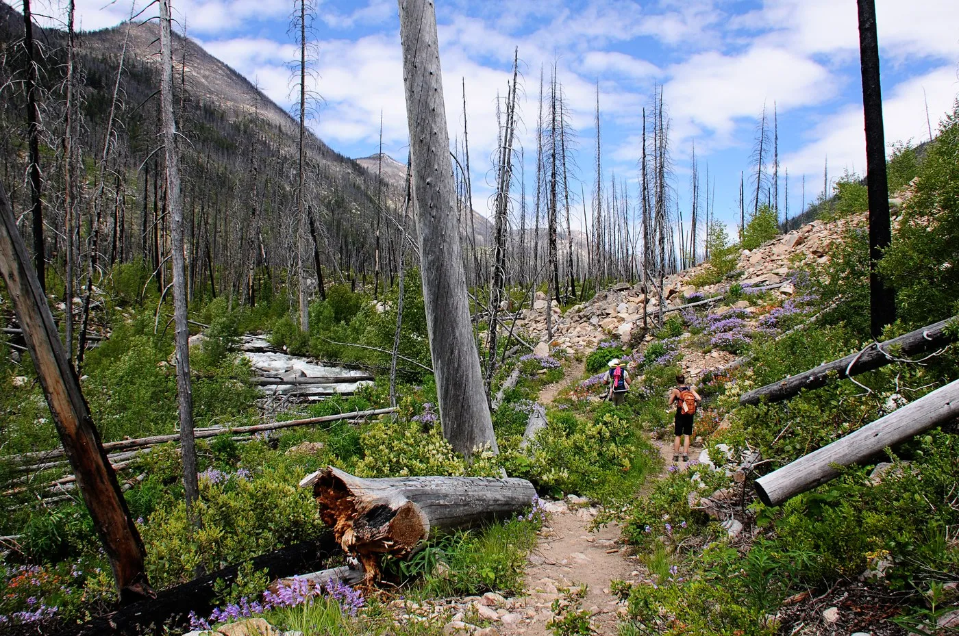 Burnt out trees loom above lush new growth and wildflowers. The landscape shows signs of past fire but is regenerating with vibrant green plants and colorful flowers.
