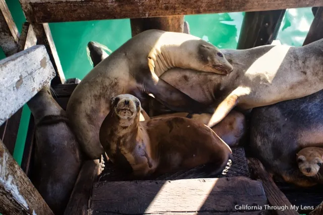 California sea lions resting on rocks near the water