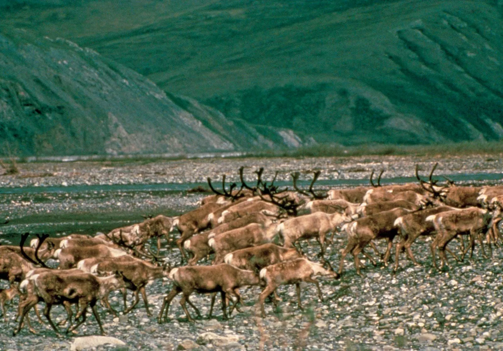 Caribou migrating across a plain near the Brooks Range in Alaska
