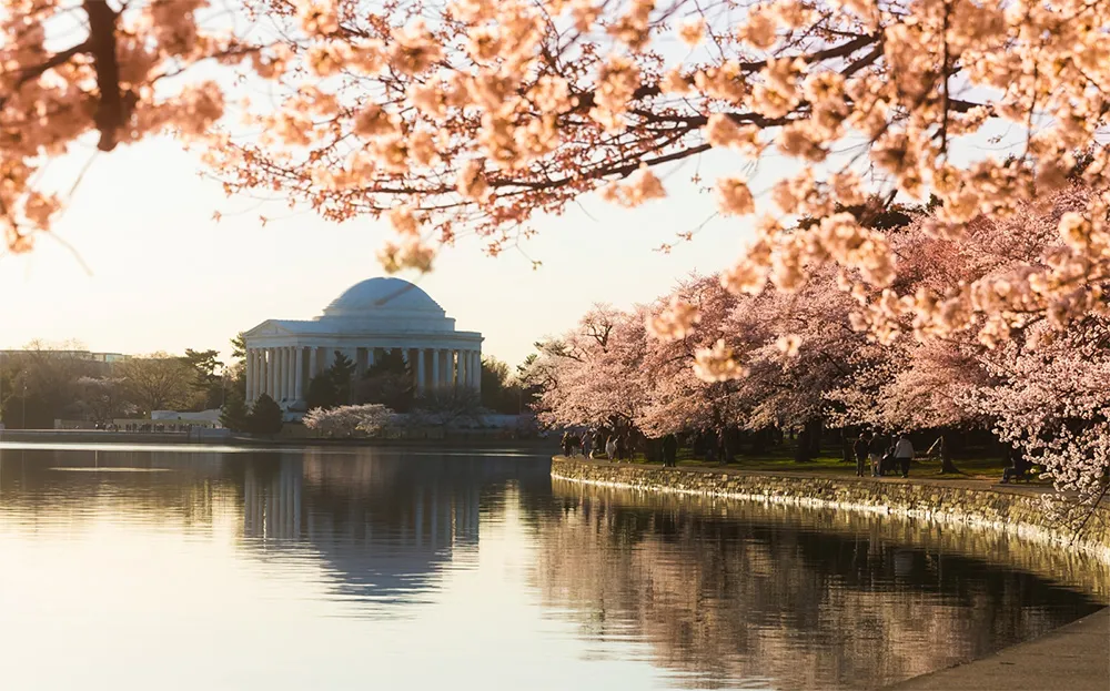 Cherry blossoms blooming around the Tidal Basin in Washington DC in March