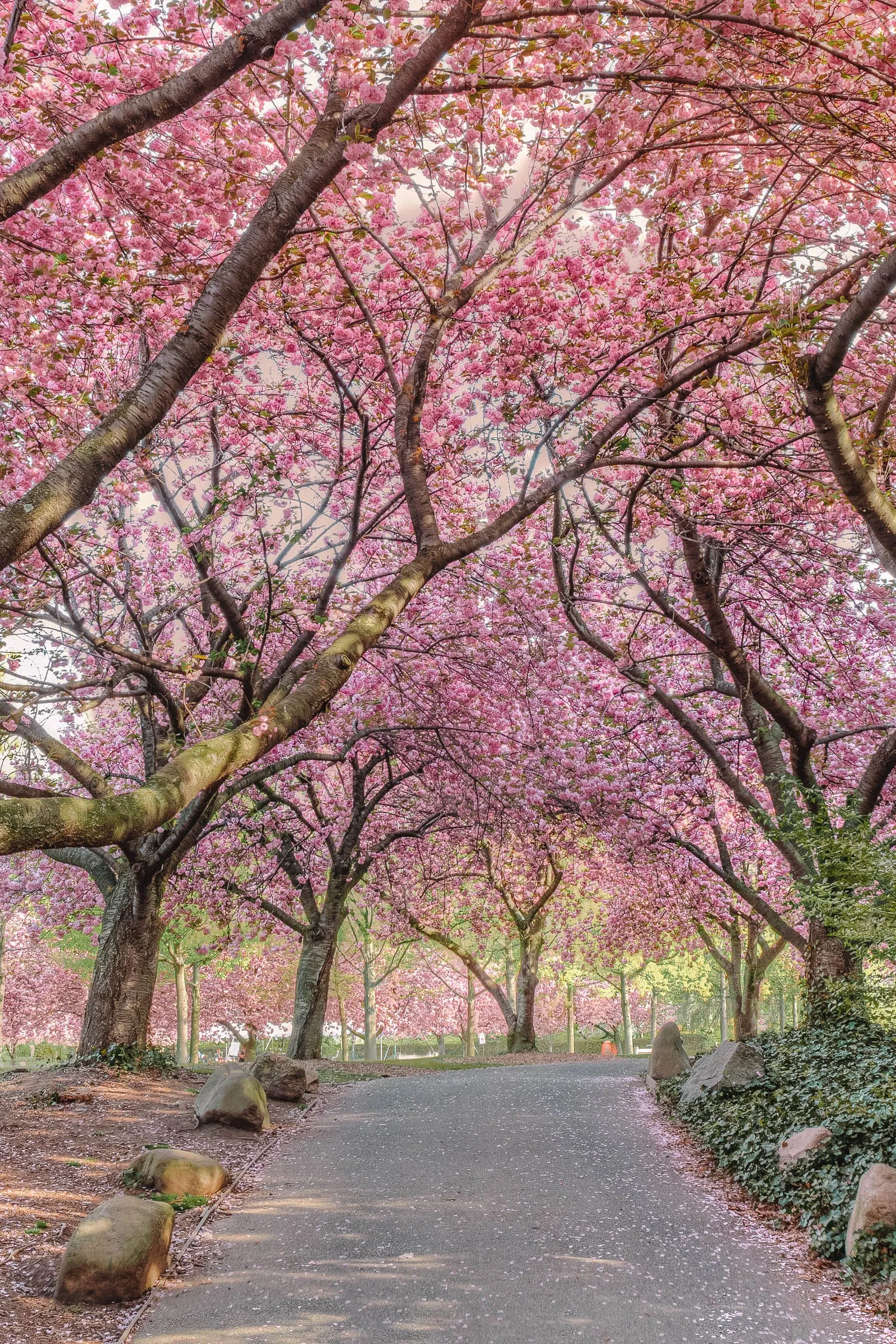 Cherry blossoms blooming in the Brooklyn Botanic Garden, a beautiful spring scene in Brooklyn