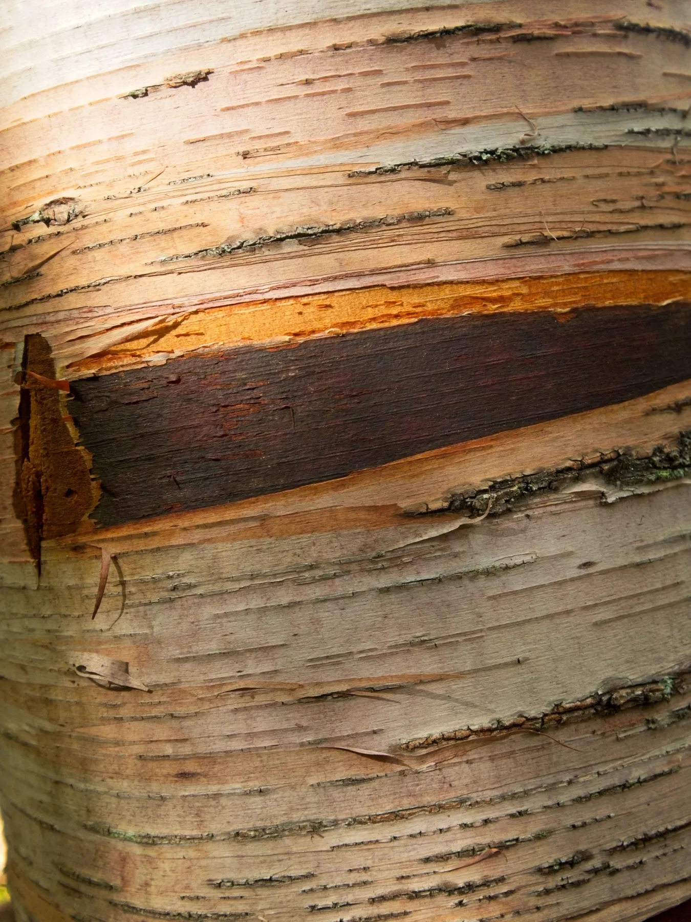 Close-up of the layered bark of a birch tree