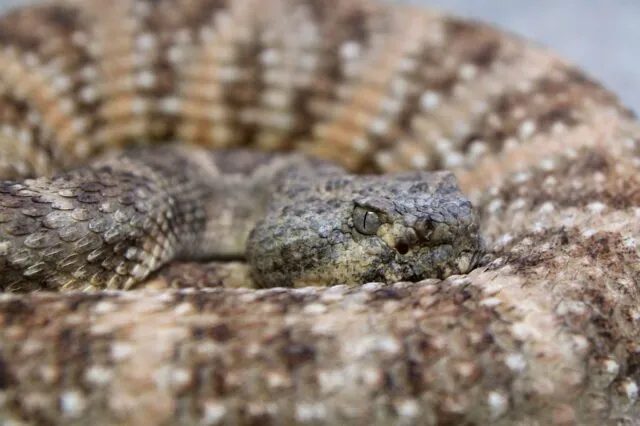 Close-up view of a large rattlesnake