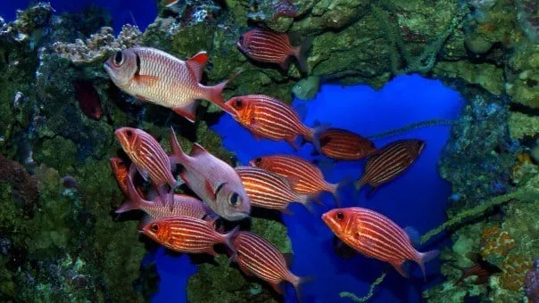 Colorful coral reef with various tropical fish underwater in Hawaii.