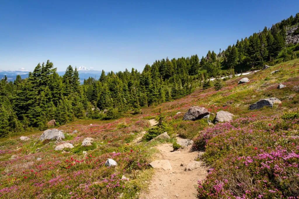 Colorful wildflowers bloom along the McNeil Point Trail, enhancing the Oregon hiking experience