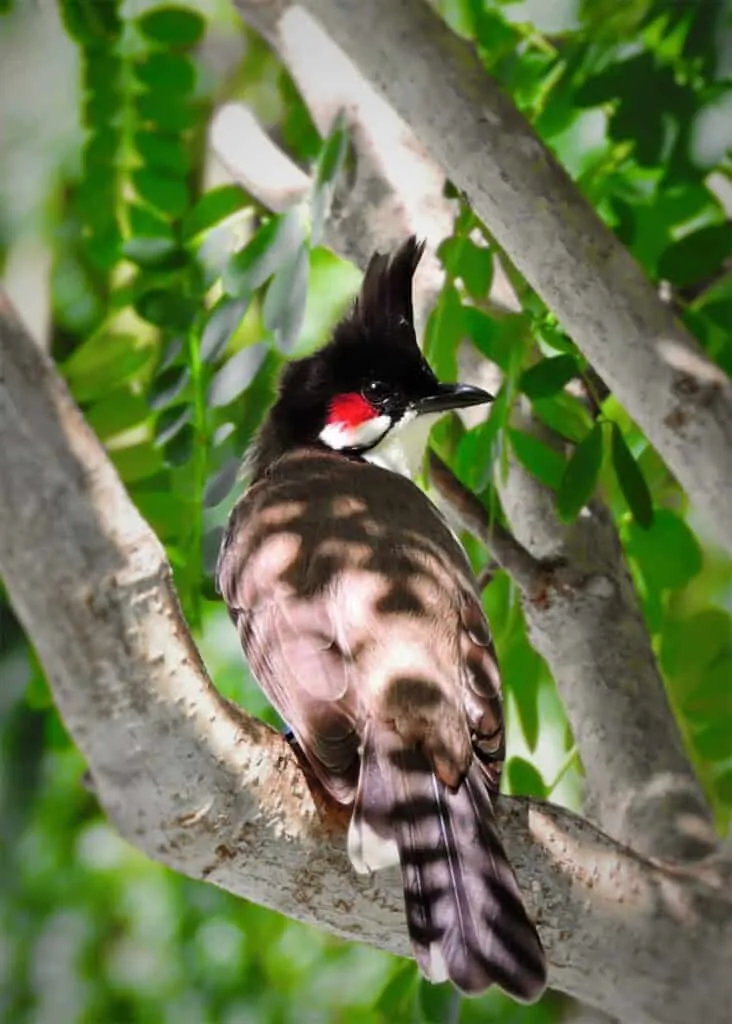 Colourful birdlife perched on a branch at the Botanical Gardens