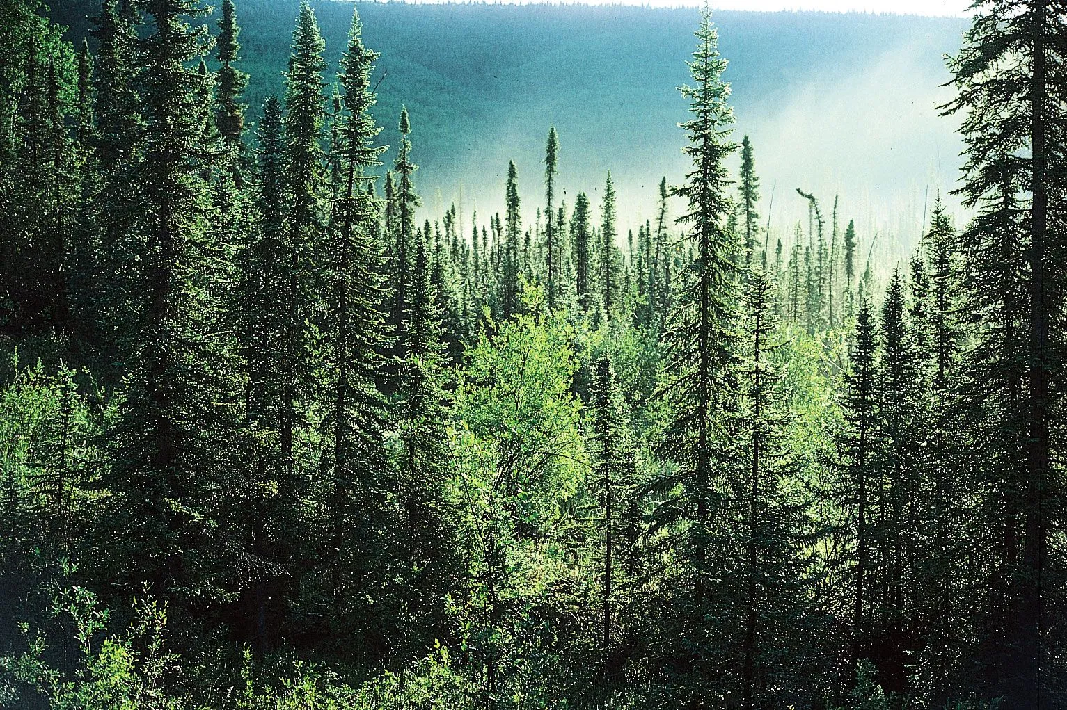 Coniferous forest in Alaska, primarily spruce trees