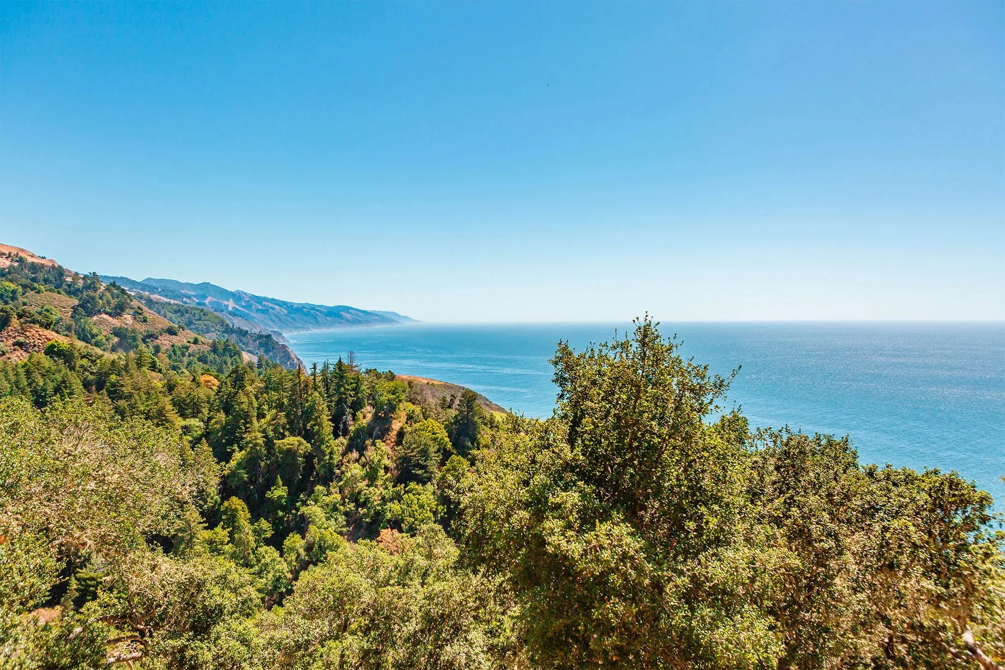 Cows grazing near the coast in Big Sur