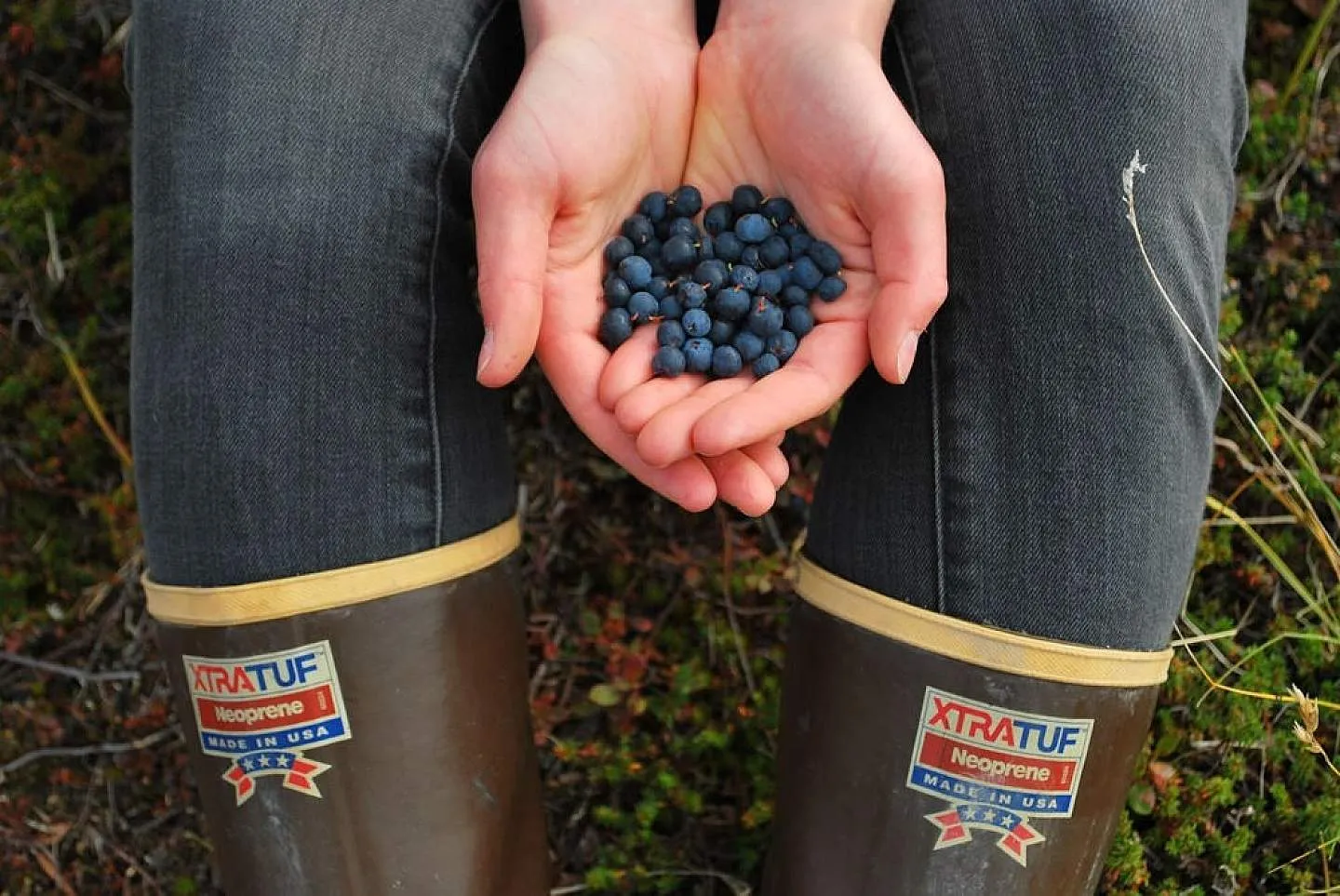 Delicious wild Alaskan blueberries