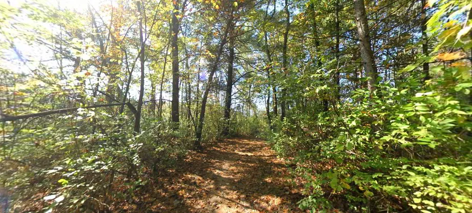 Dense woodland trail at Bald Mountain State Recreation Area, known for rugged terrain