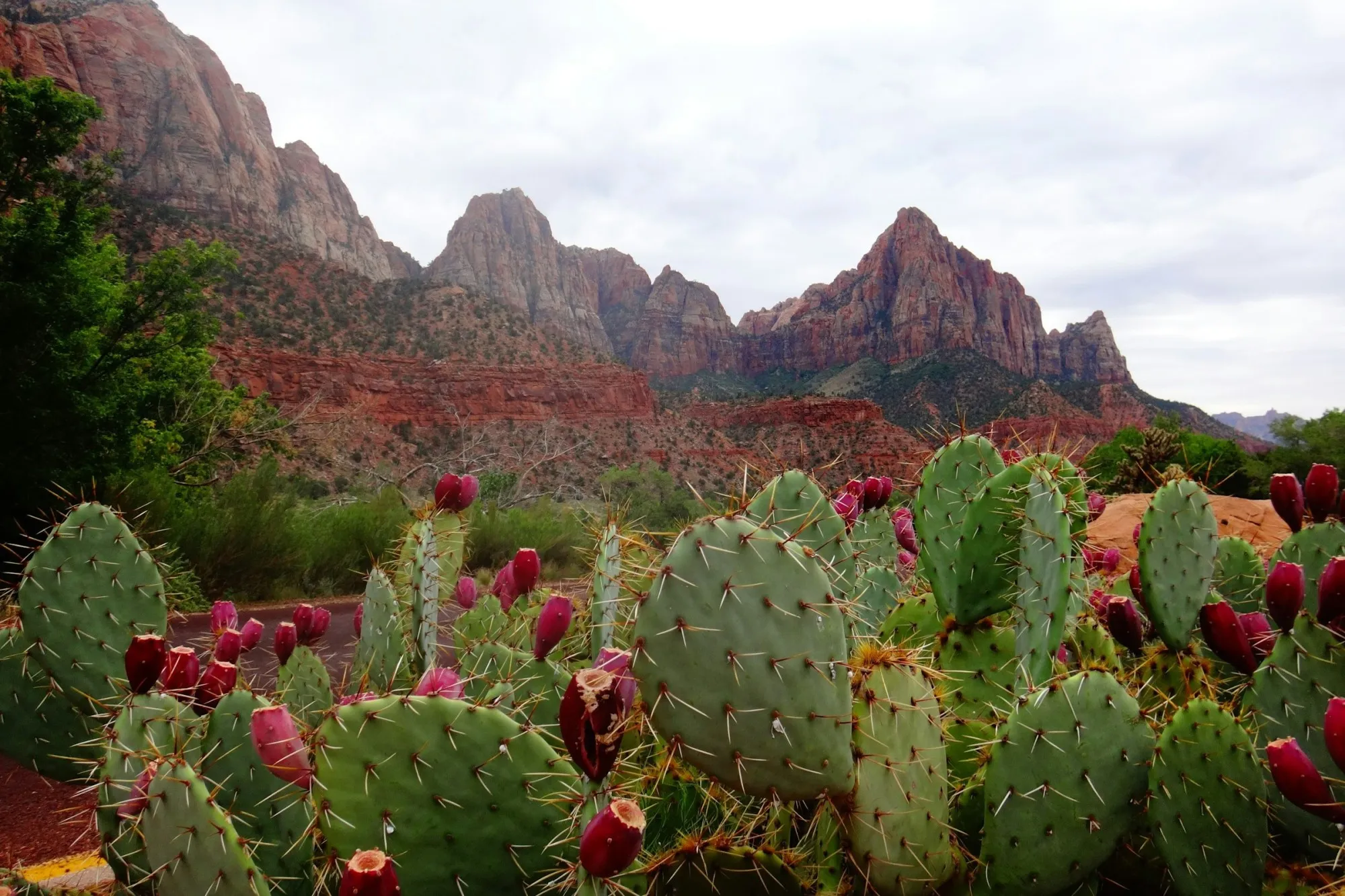 Desert plants, including cactuses with colorful flowers, lining a road with mountains in the background