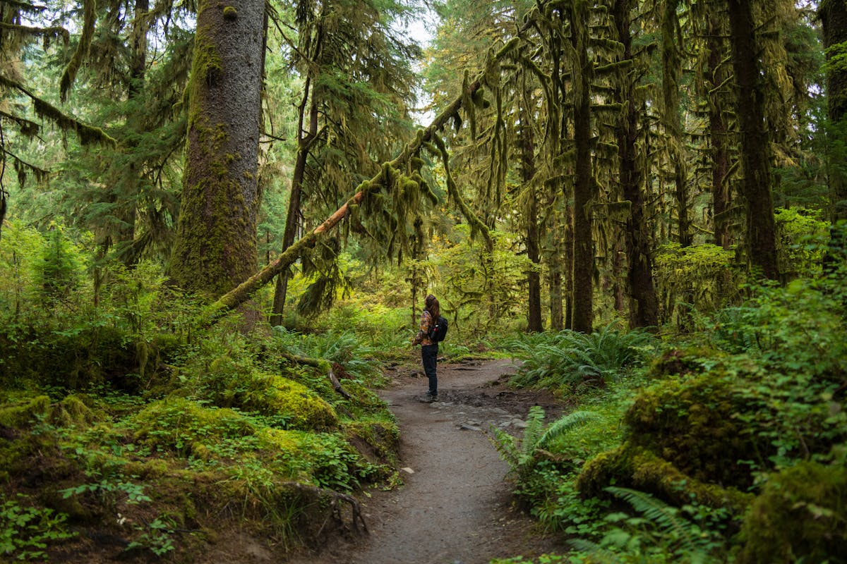 Exploring the Unique Climate Olympia WA - A Traveler's Guide discovery washington