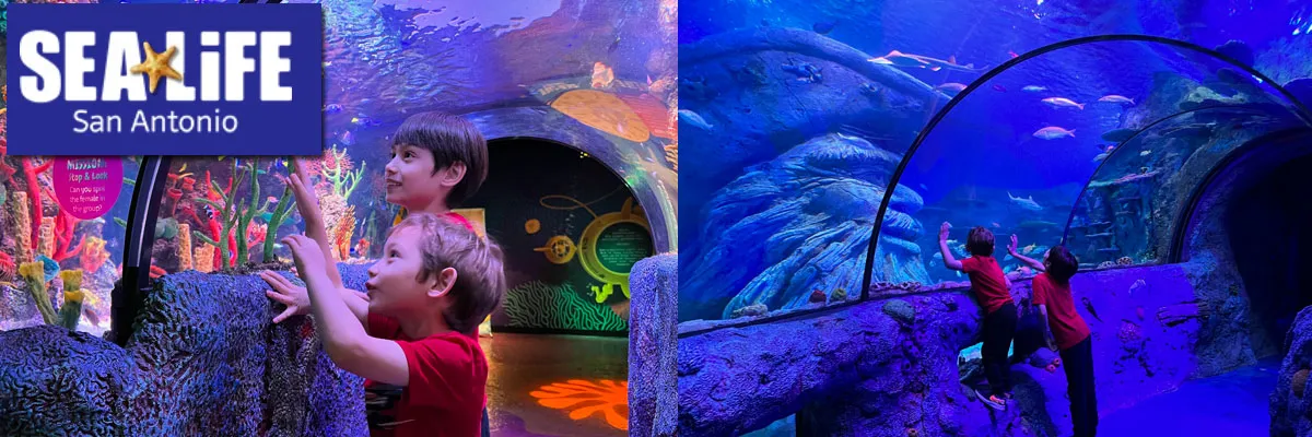 Diverse marine life on display at SEA Life San Antonio