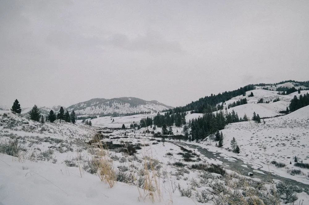 Dog Sled Jackson Hole team running through winter landscape