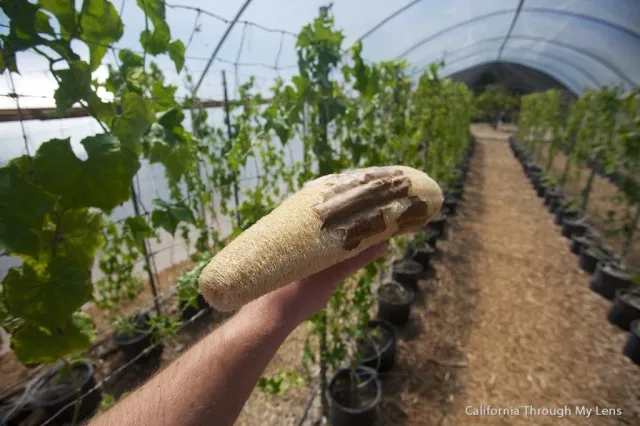 Dried luffa gourds hanging from vines in a greenhouse