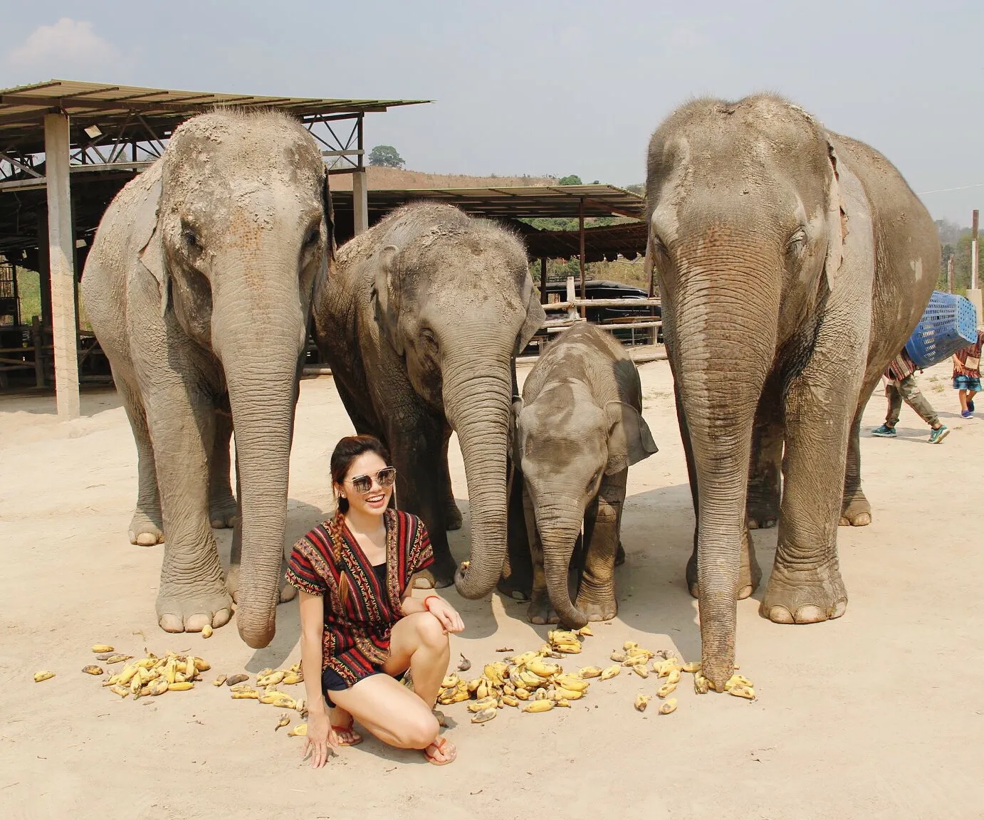 Elephants walking freely at the Elephant Jungle Sanctuary near Chiang Mai
