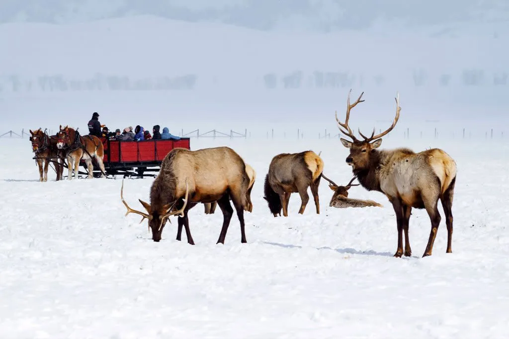 Elk herd grazing at the National Elk Refuge in Jackson Hole