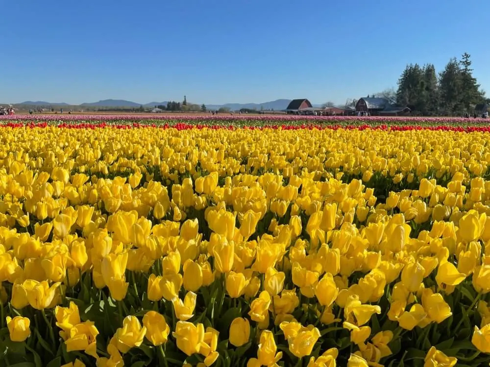 Expansive field of colorful tulips during the Skagit Valley Tulip Festival