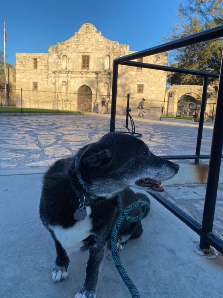 Exterior view of The Alamo in San Antonio, a historical site popular for day trips from Austin.