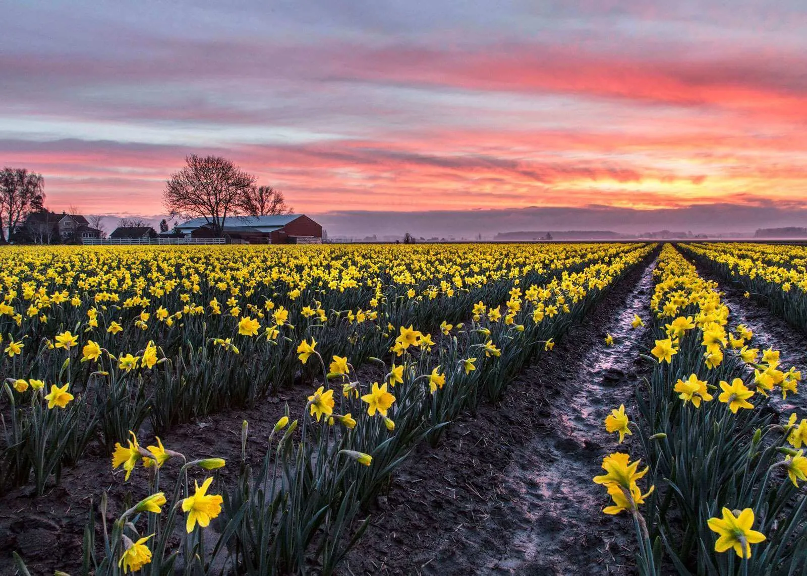 Field of yellow daffodils and orange tulips in Skagit Valley