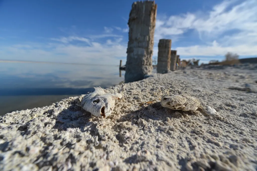 Fish bones on the shore of the Salton Sea, offering unique textures for photography