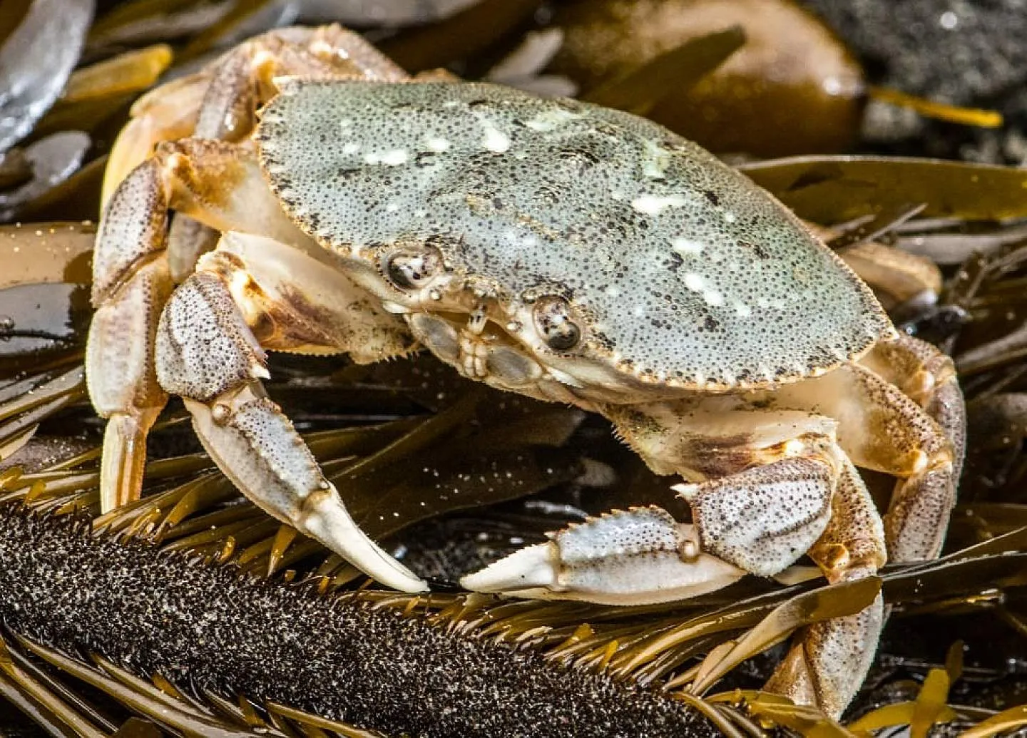 Fresh Dungeness crab caught in Alaska