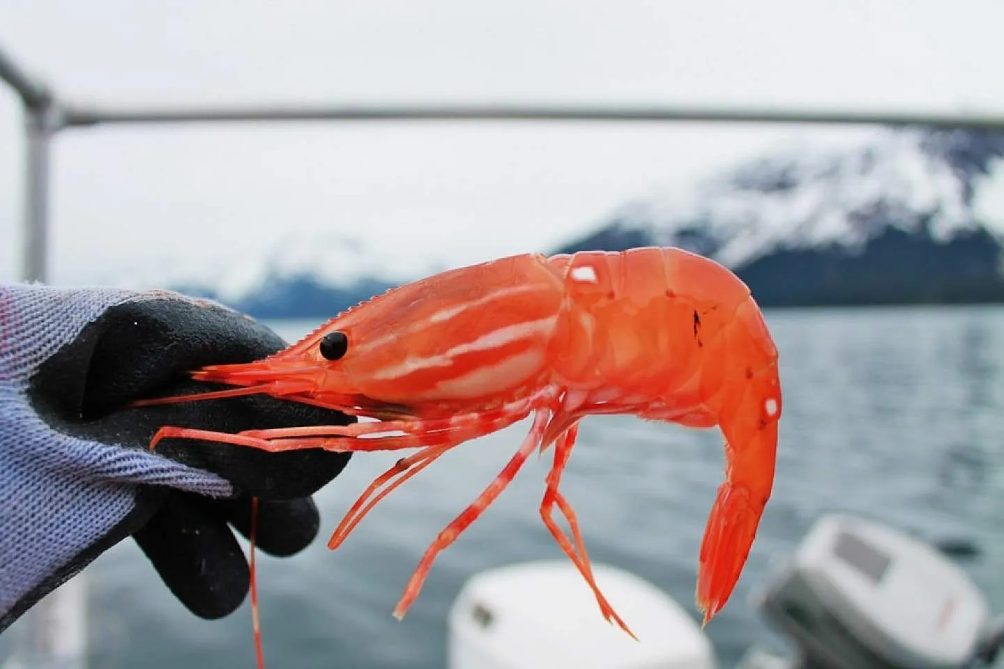 Fresh wild-caught Alaskan shrimp