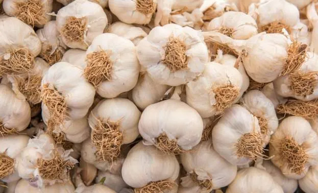 Discover the Pungent Charm of Gilroy Garlic Discover the Pungent Charm of Gilroy Garlic