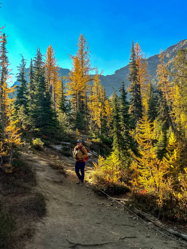 Golden Larch trees illuminate the landscape in North Cascades National Park