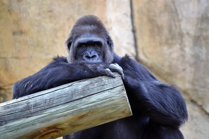 Gorilla in its habitat at the Fort Worth Zoo