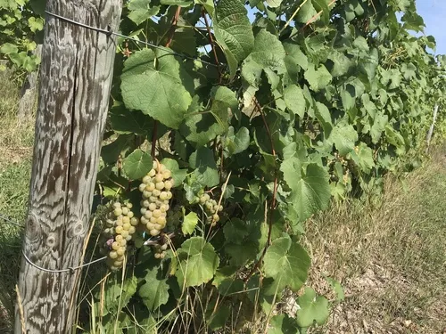 Grapes on a vine in Traverse City wine country, showcasing the source of local wines
