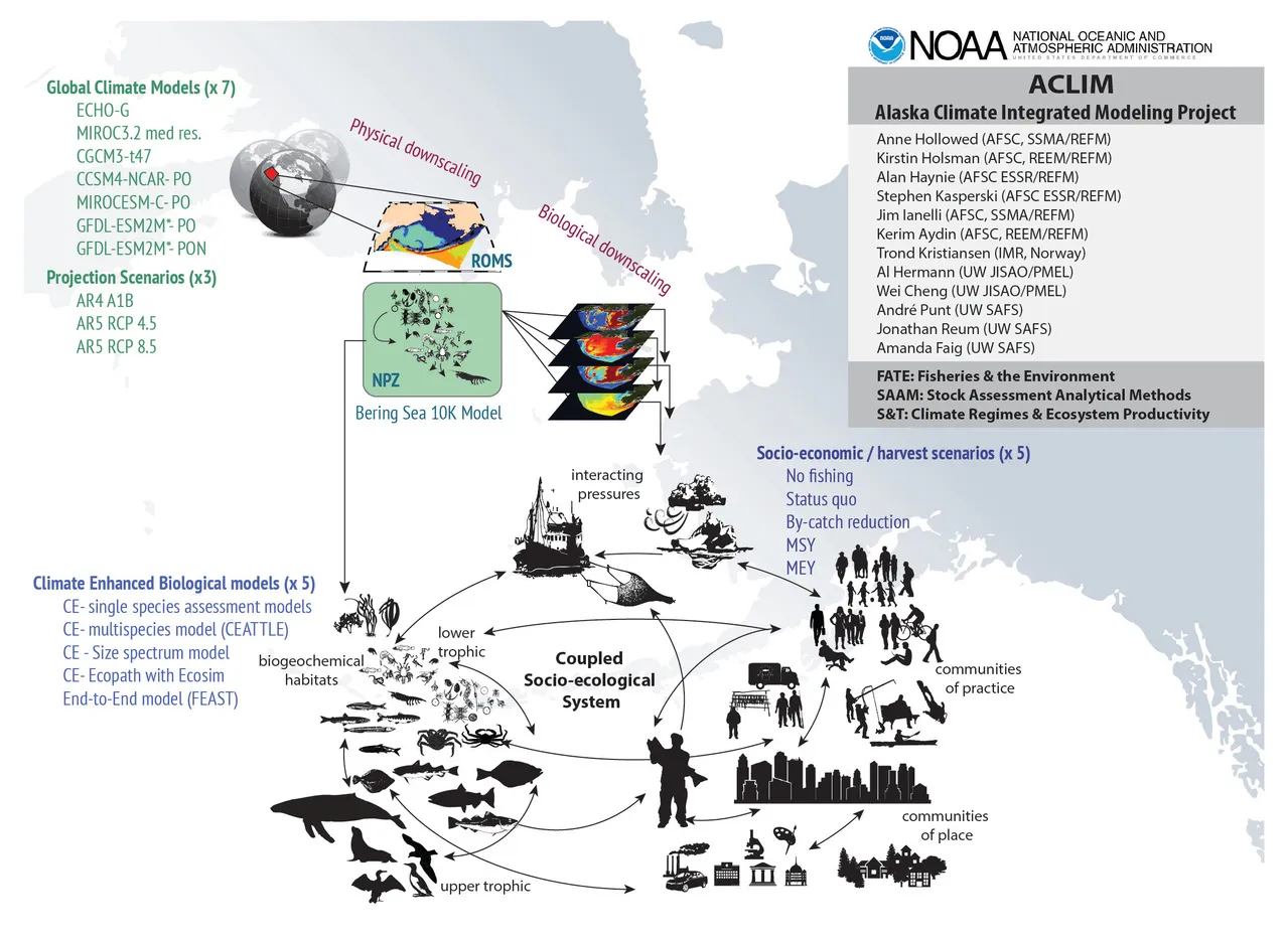 Graphic illustrating the integrated modeling approach for understanding Alaska Climate impacts on the Bering Sea ecosystem