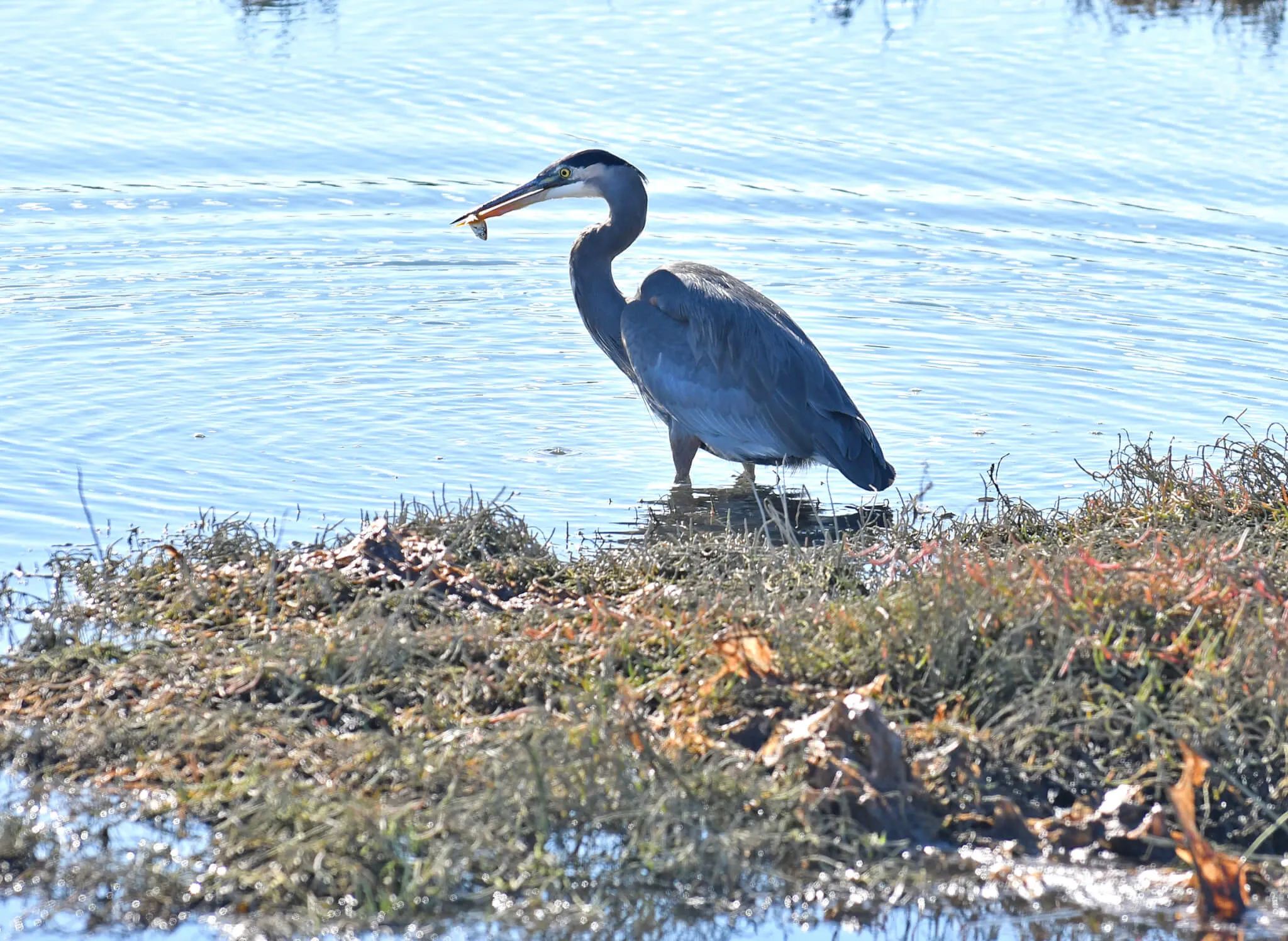 Great Blue Heron with a fish in its beak