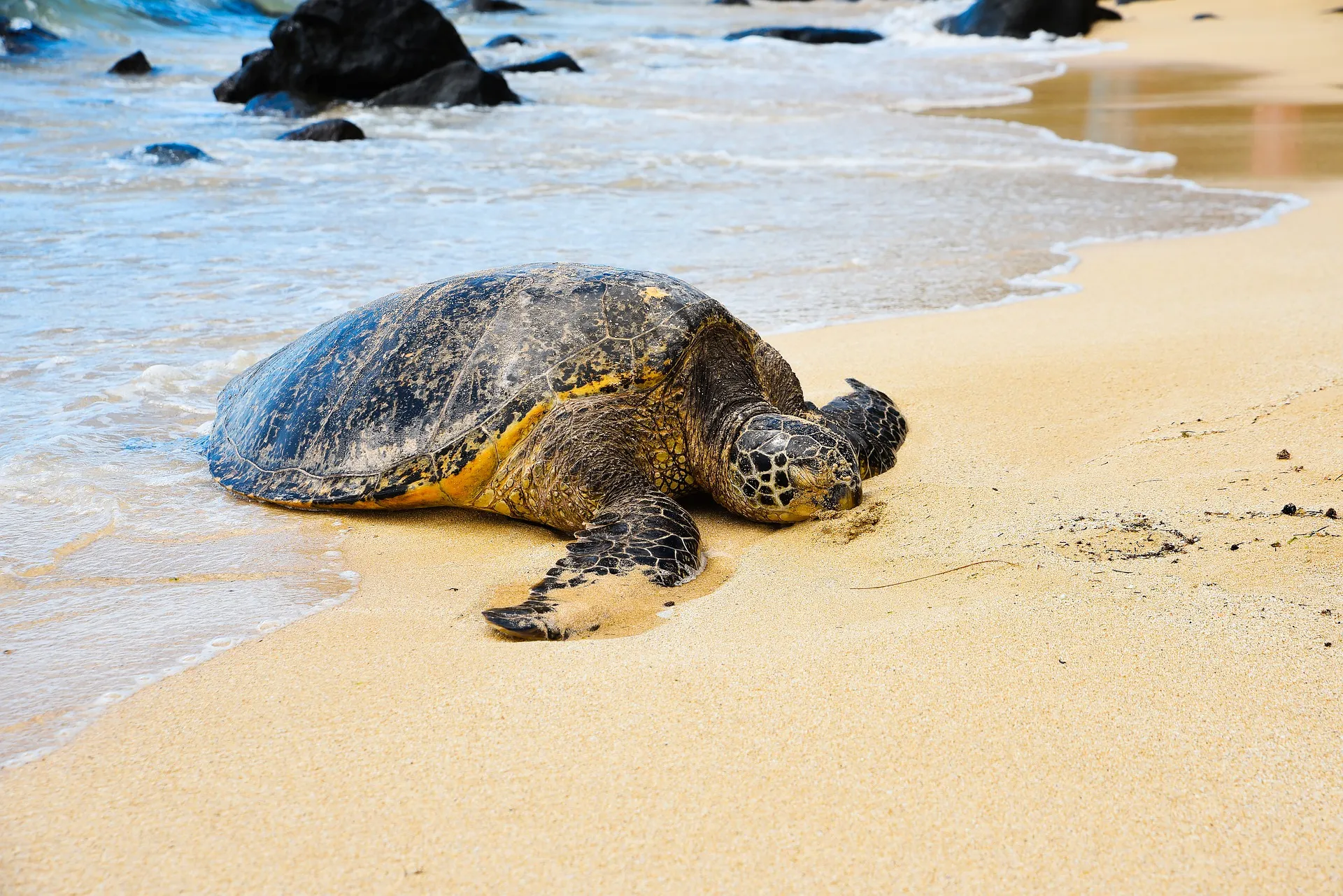 Green sea turtle resting on Laniakea Beach, a unique sight near Honolulu
