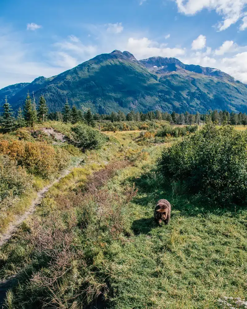 Grizzly bear standing in an enclosure at the Alaska Wildlife Conservation Center near Anchorage, Alaska