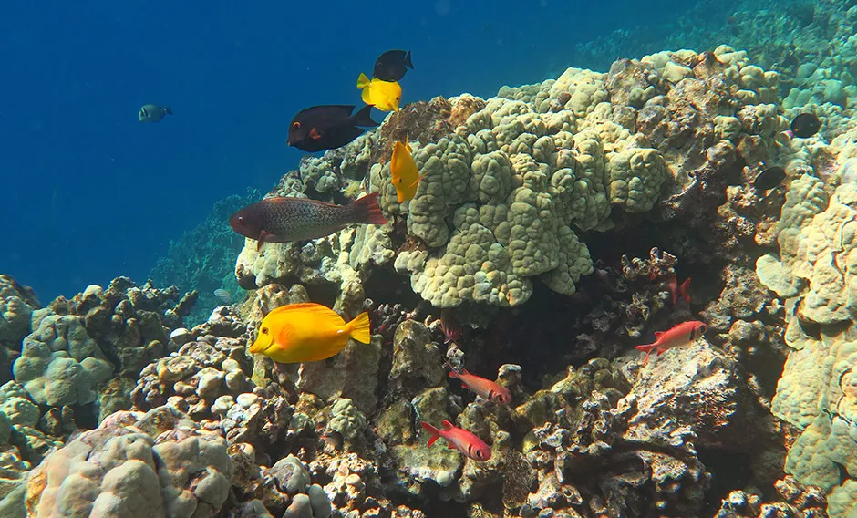 Healthy corals, clear water, and many tropical fish that can be seen snorkeling Captain Cook Monument.