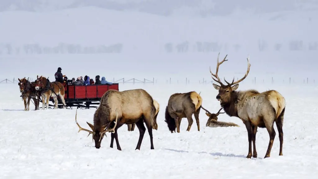 Herd of elk grazing in a snow-covered field with a sleigh ride in the background at National Elk Refuge - Wildlife Things To See And Do In Wyoming