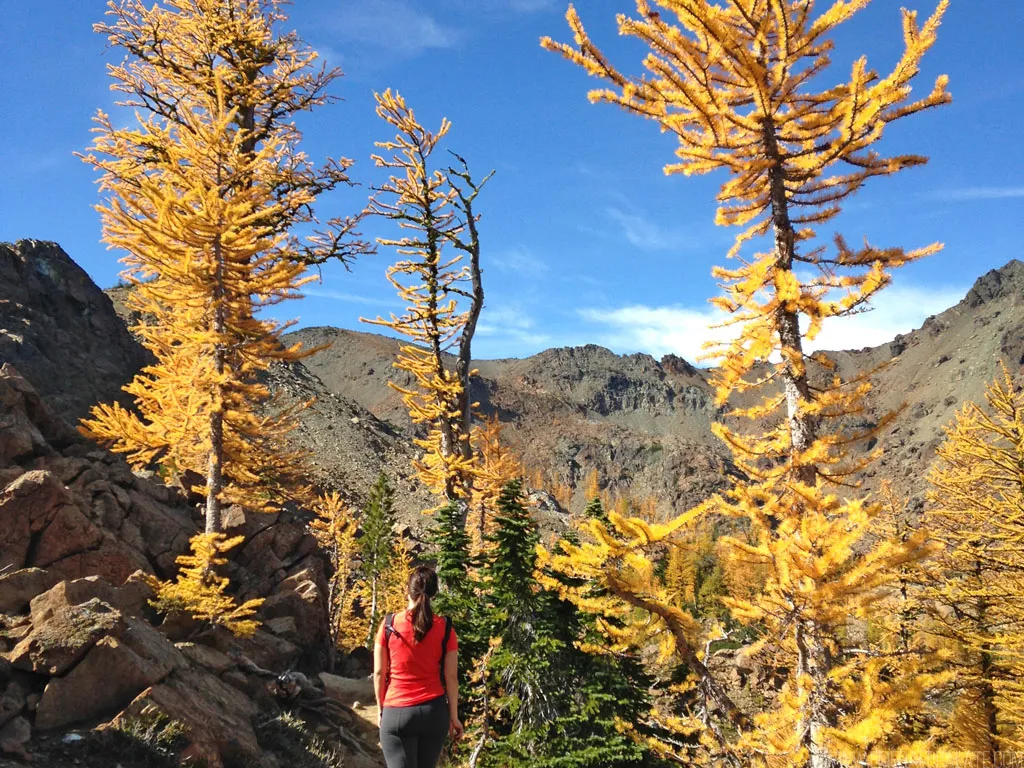 Hiker walking on a trail surrounded by golden larch trees in autumn