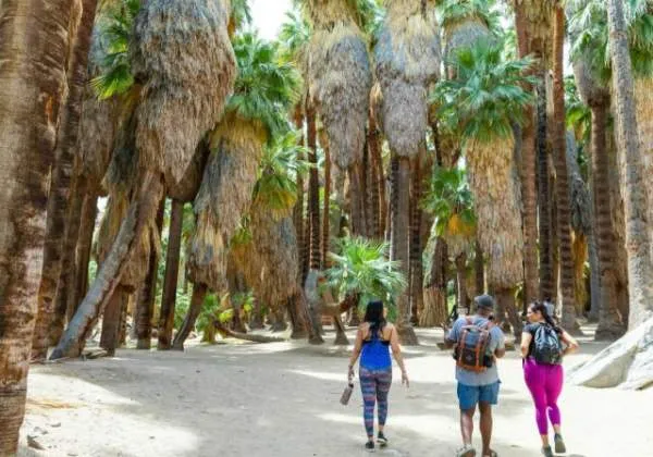 Hikers exploring one of the Indian Canyons in Palm Springs